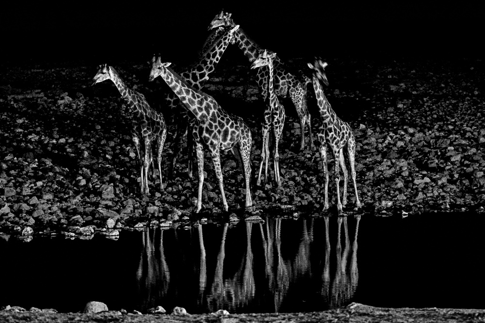 girafes