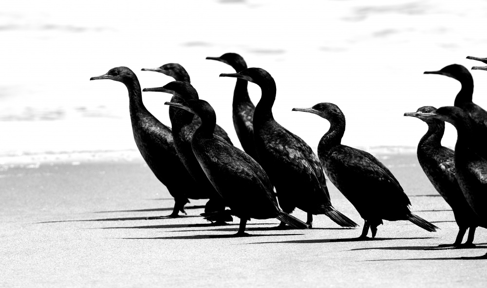 Namibie en noir et blanc