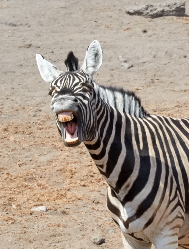 Namibie les animaux