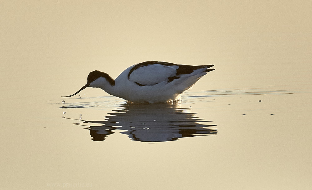 Photos du moment les oiseaux